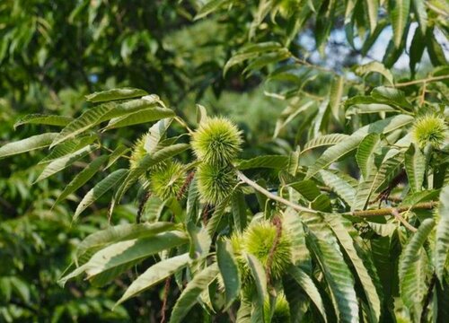 仓鼠可以吃板栗吗