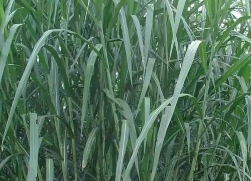 杂交王草耐寒吗