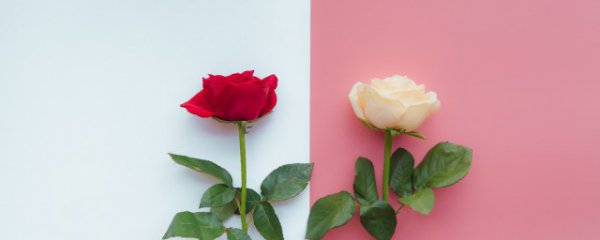 怎样判断玫瑰是否新鲜