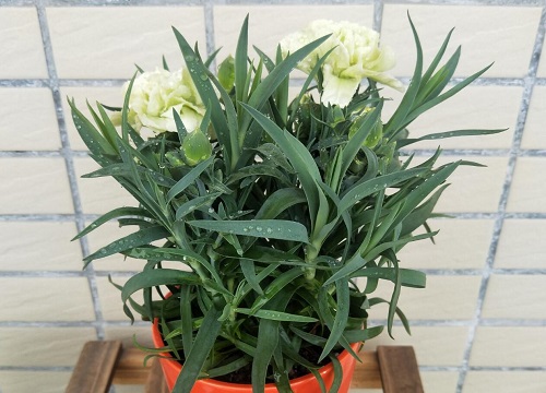 烟叶水浇花好不好