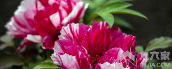 室外绿化植物有哪些