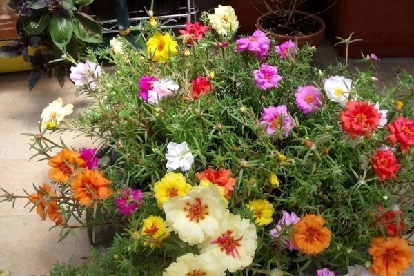 暴晒的阳台适合养什么花卉