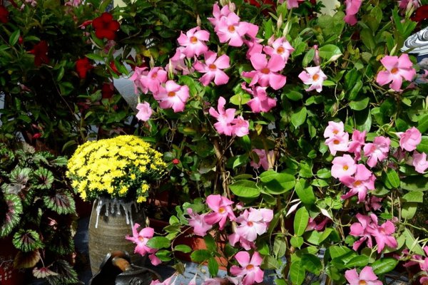 暴晒的阳台适合养什么花卉