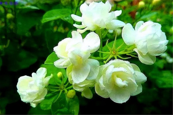 暴晒的阳台适合养什么花卉