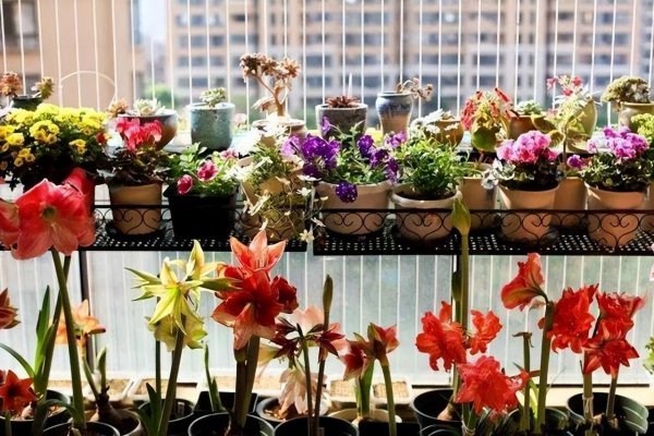 暴晒的阳台适合养什么花卉