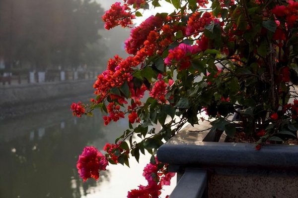 暴晒的阳台适合养什么花卉