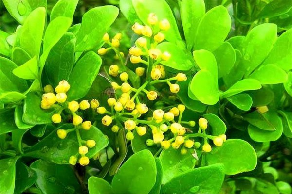 暴晒的阳台适合养什么花卉