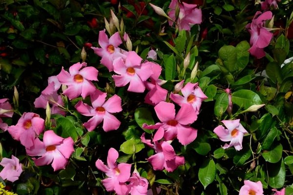 暴晒的阳台适合养什么花卉