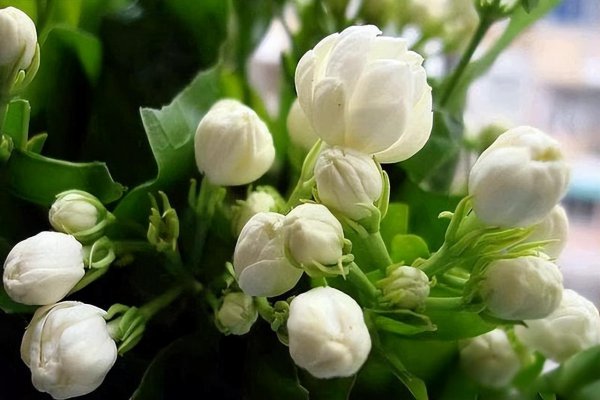 暴晒的阳台适合养什么花卉