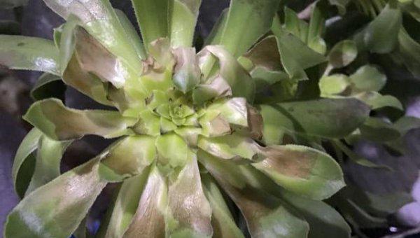 多肉冻伤的叶片怎么处理