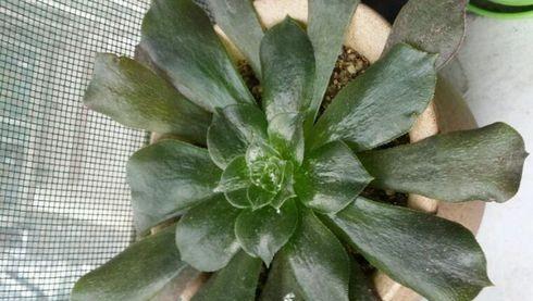 多肉冻伤的叶片怎么处理