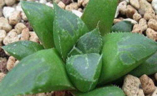 多肉冻伤的叶片怎么处理