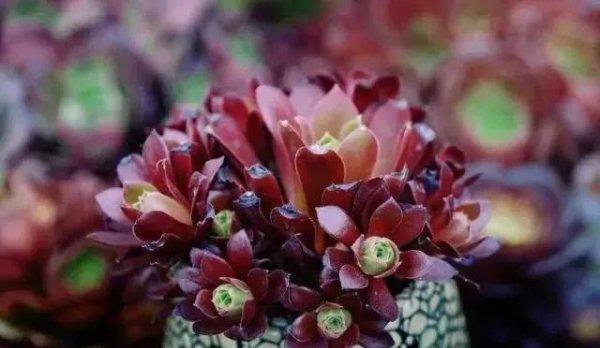 多肉冻伤的叶片怎么处理