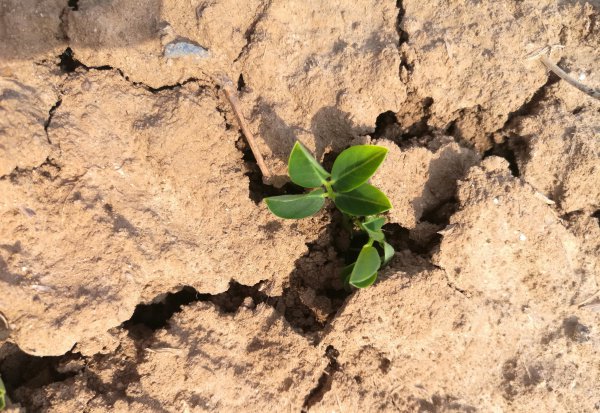 花生的生长过程观察日记