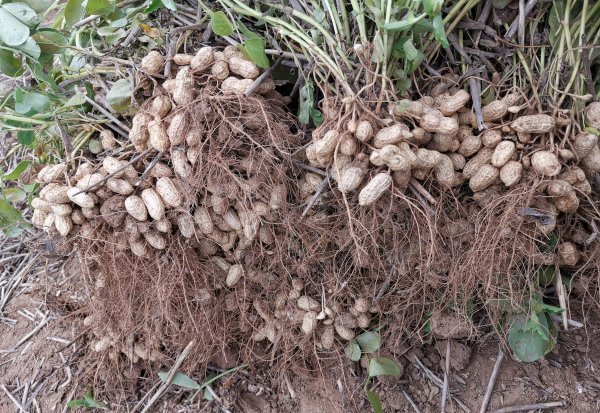 花生的生长过程观察日记