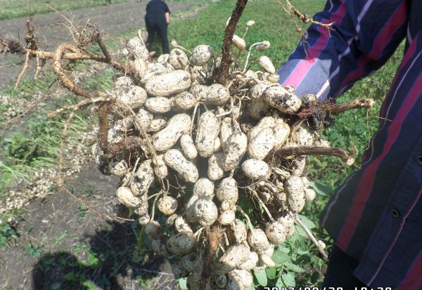 花生的生长过程观察日记