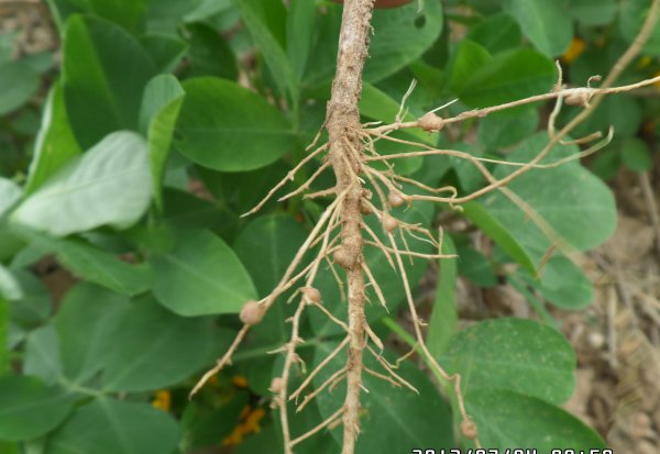 花生的生长过程观察日记