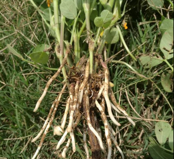 花生的生长过程观察日记