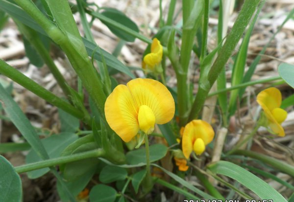 花生的生长过程观察日记