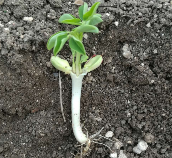 花生的生长过程观察日记