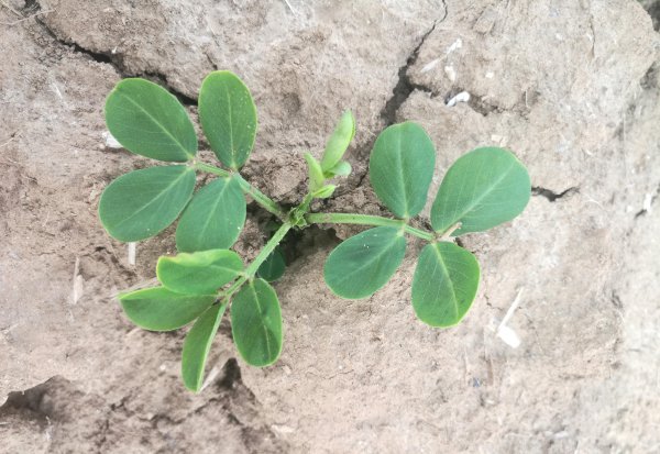 花生的生长过程观察日记