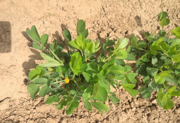 花生的生长过程观察日记