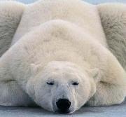 哪些动物要冬眠过冬