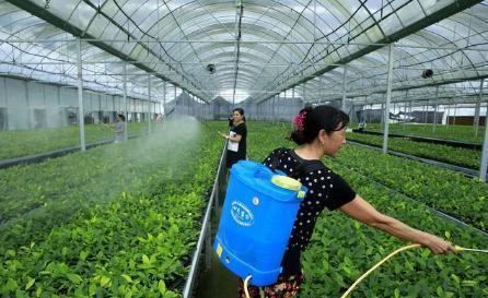 高钾肥料有哪些