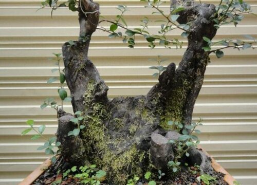 如何让下山桩快速生根