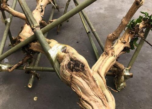 如何让下山桩快速生根