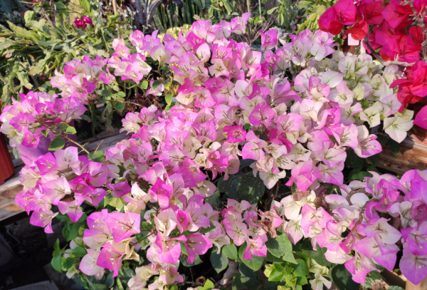 适合强阳光暴晒的花卉植物