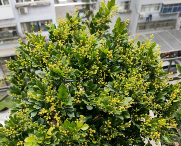 适合强阳光暴晒的花卉植物