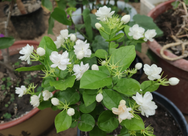 适合强阳光暴晒的花卉植物