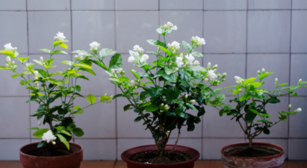 适合强阳光暴晒的花卉植物