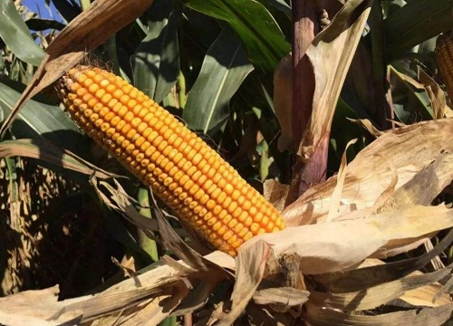 怎么辨别玉米是不是转基因