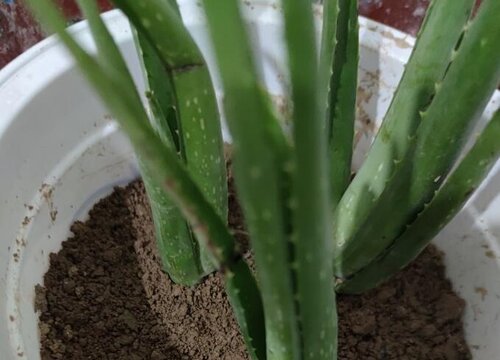 芦荟叶片耷拉打蔫怎么解决