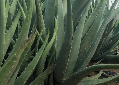 芦荟为什么要经常砍才能长得壮