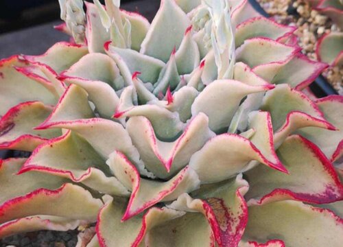 多肉饺子皮的养殖方法和注意事项