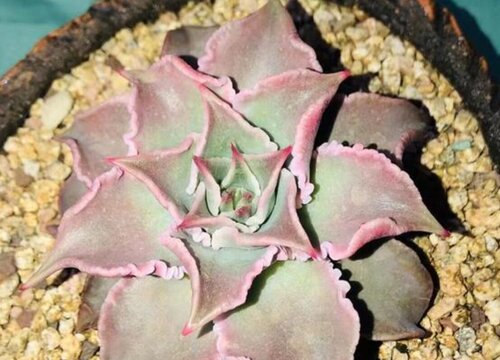 多肉饺子皮的养殖方法和注意事项