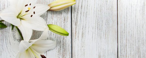 百合什么季节种植合适