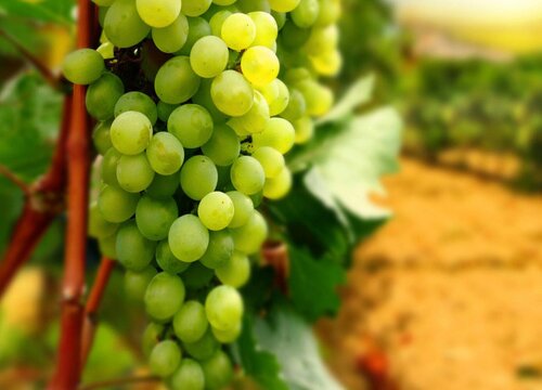 瑞士盛产什么水果