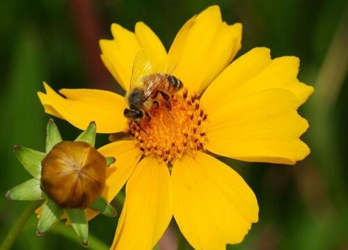 金鸡菊是一年生还是多年生植物