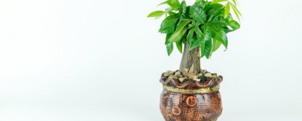 家里放三样东西最旺财