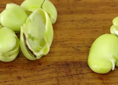 蚕豆皮可以做肥料吗