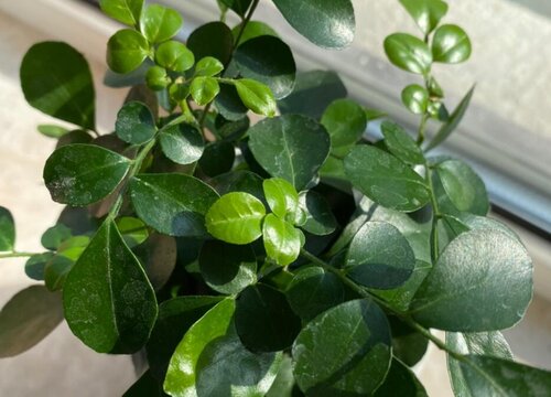 九里香适合室内养吗