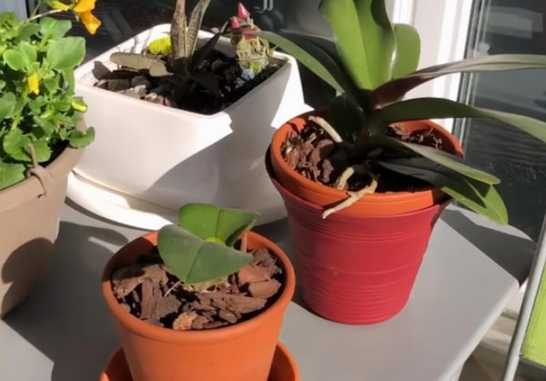 营养土可以直接种花吗