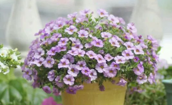 营养土可以直接种花吗