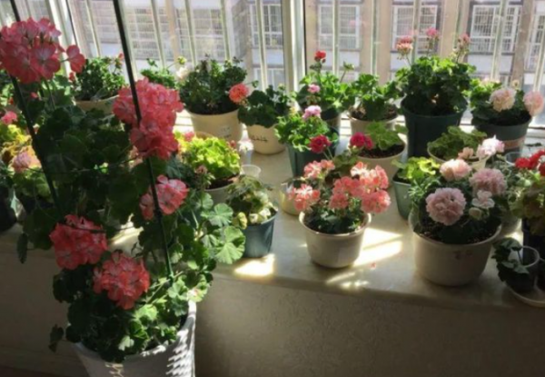 营养土可以直接种花吗