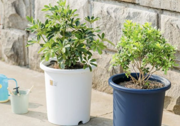 营养土可以直接种花吗