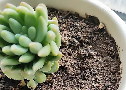 土壤的杀虫杀菌方法